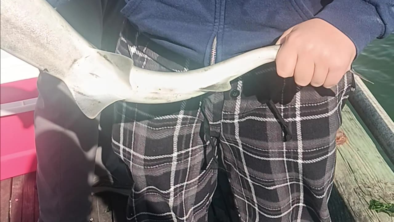Dog fish