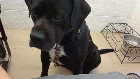 Nelly 5y A869565@TRN fills my heart with love, from harrys haven kennel 207 PACC shelter2025831906