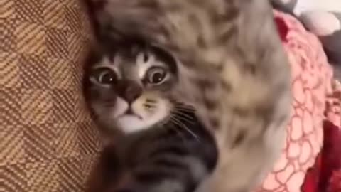 cats be relaxing