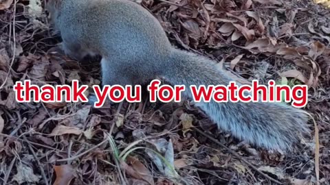 Ideas of what to feed your squirrels they like unsalted nuts and some squirrels likes fruit