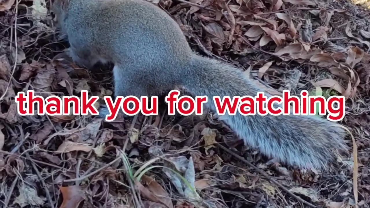 Ideas of what to feed your squirrels they like unsalted nuts and some squirrels likes fruit