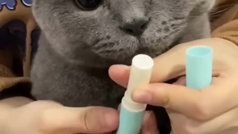 Cute animals #01