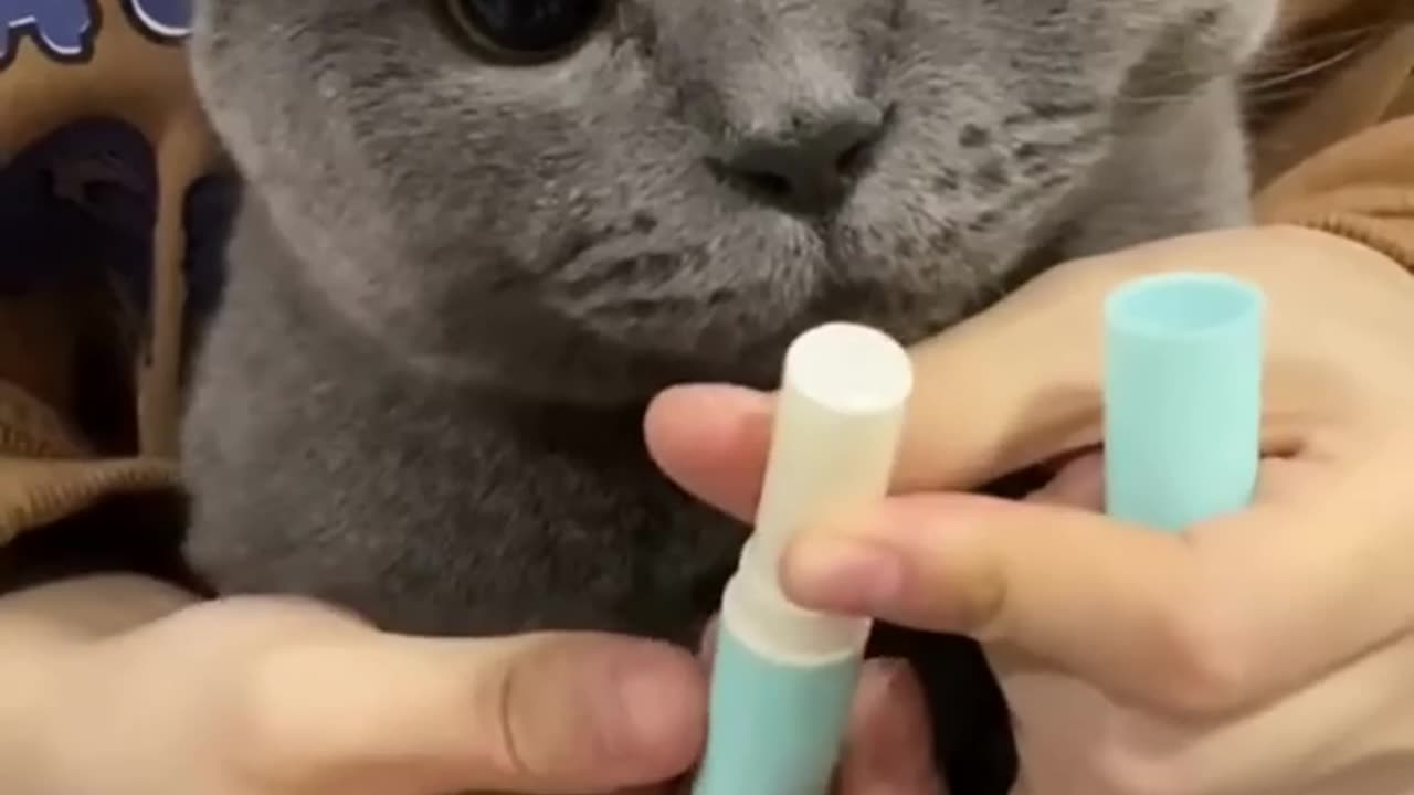 Cute animals #01