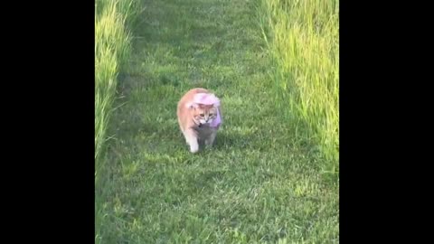 Whisker Wackiness: The Most Hilarious Cat Clips on Rumble!