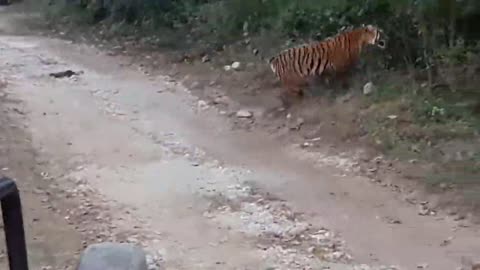 Tiger Attack on Elephant & Tourists | Shocking Safari Moment in National Park!
