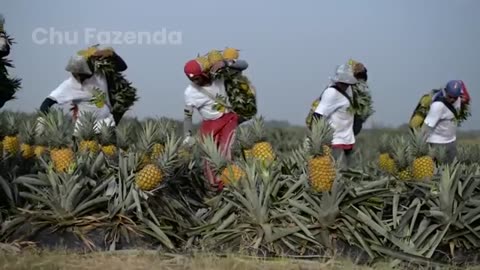 Como Os Agricultores Colhem E Processam Frutas Premium