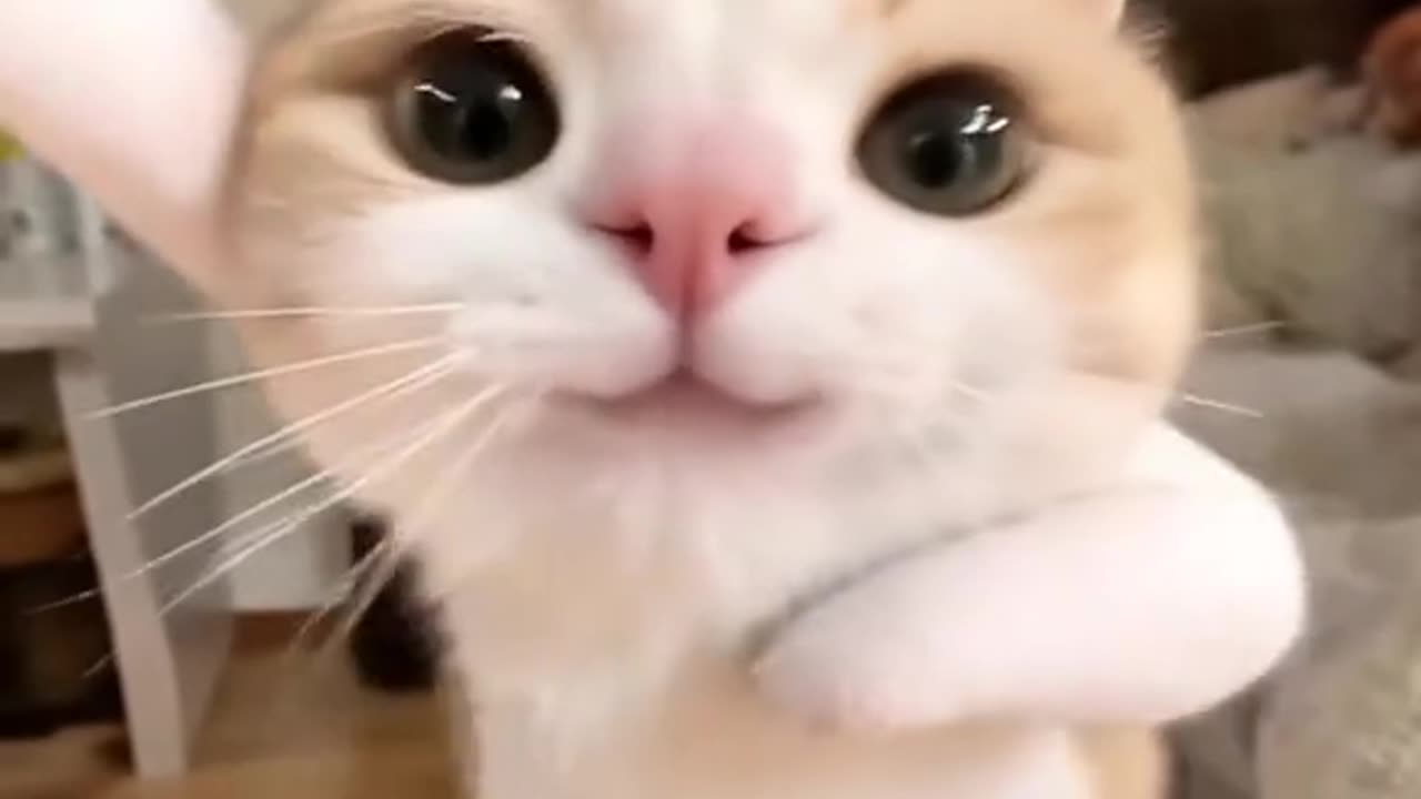 approaching the AI of the cat