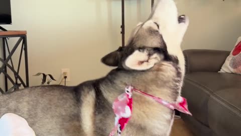 😂🐶 Bulldog Trying to Howl Like Her Husky Brother | FunFM