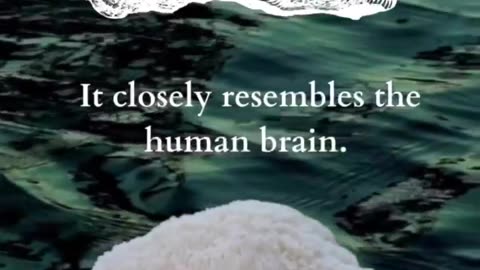 Doctrine of Signatures - Paracelsius 23-79 CE