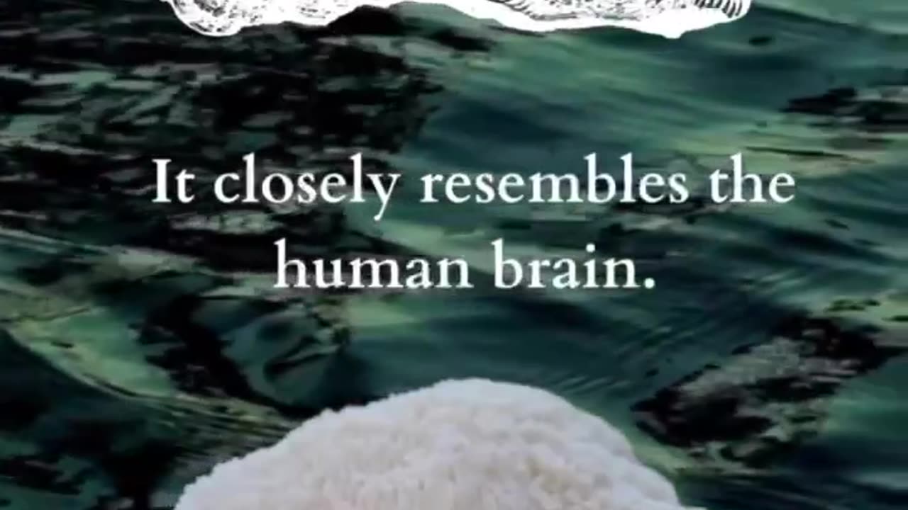 Doctrine of Signatures - Paracelsius 23-79 CE