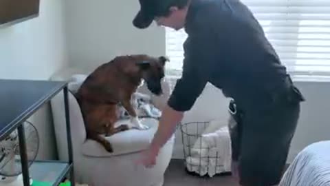 Incredible: How to House Train Any Dog (Finally trust them alone!) #puppytrainin