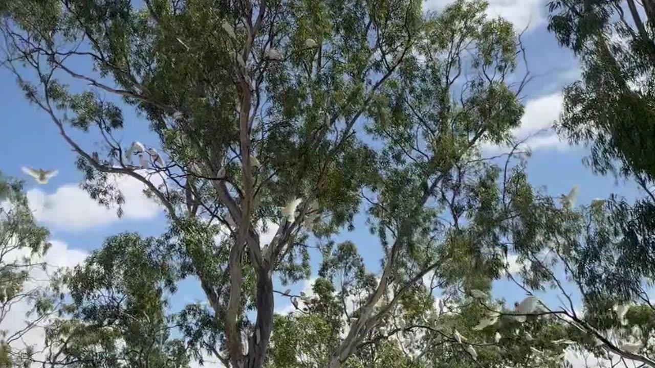 The Wimmera River - Victoria Australia