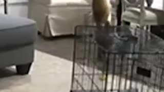 😂🐶 Dog Gets One Back on His Owner! | FunFM