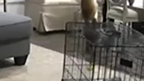 😂🐶 Dog Gets One Back on His Owner! | FunFM