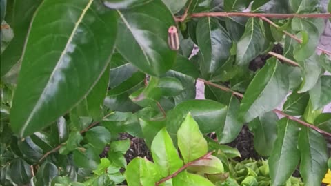 Lightning bug