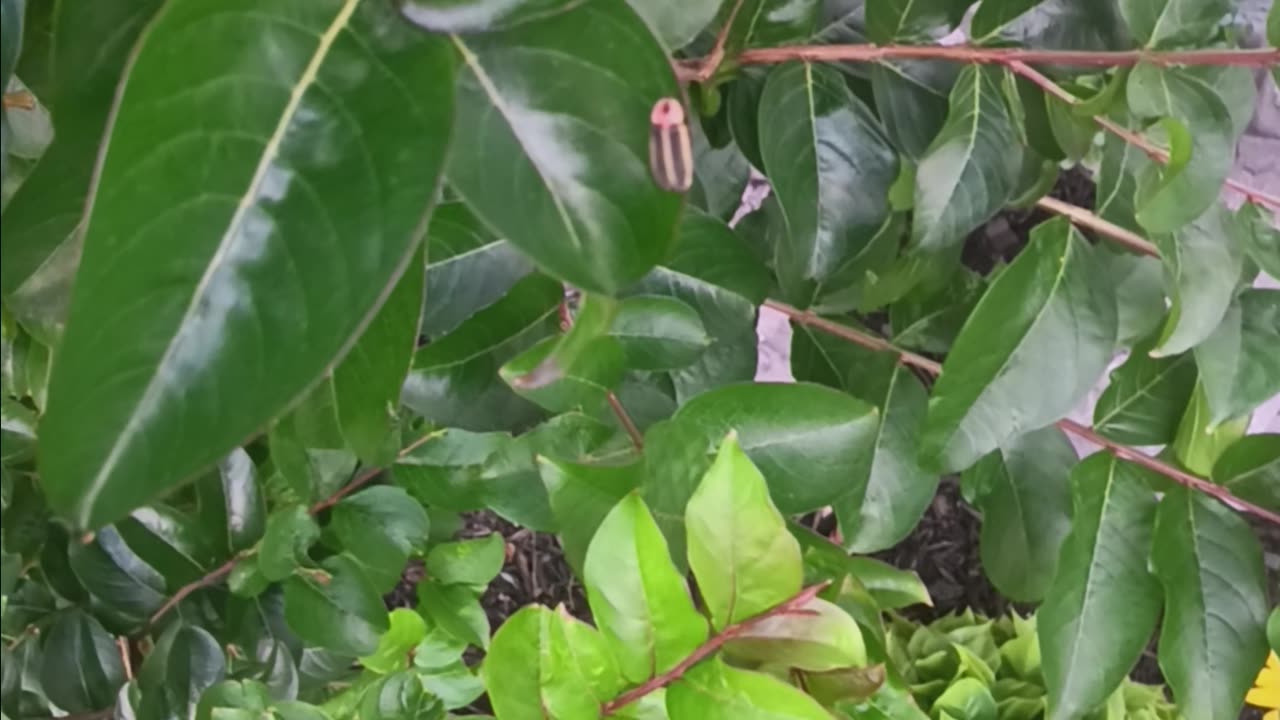 Lightning bug