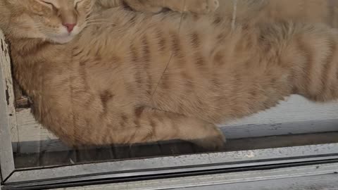 Cat Cozies Up in Window to Sunbathe