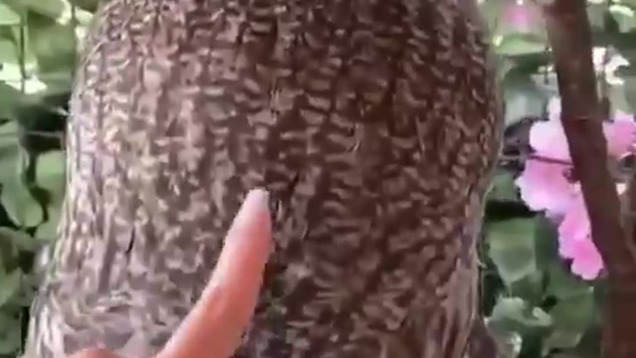 MES CHAINES CINEMA LIENS