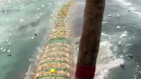 Caught The Whole Ocean