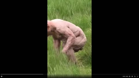 Now this is a muscular chimp: It has an alopecia revealing insanely muscles