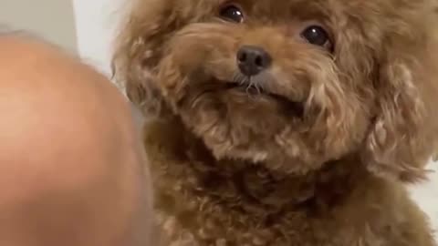 😍🐶 This Dog's Smile Will MELT Your Heart! Best Dog Smile Ever | FunFM