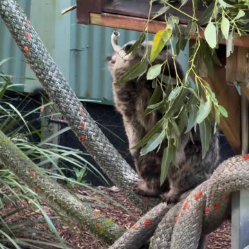 Welcome to Australia 🇦🇺