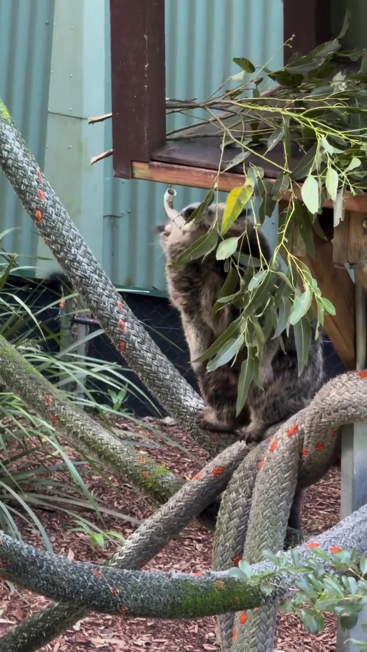 Welcome to Australia 🇦🇺