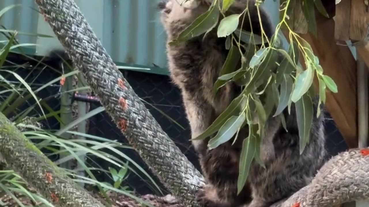 Welcome to Australia 🇦🇺