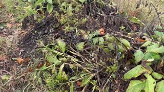 Don't Buy Tea! Get Free Tea From Your Garden, Here's How!