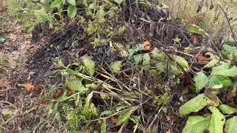 Don't Buy Tea! Get Free Tea From Your Garden, Here's How!