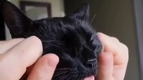 🤯🐱 The Hilarious Cat Autonomous Sensory Moment! | FunFM