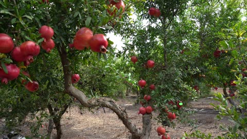 🎶 Oh, Pomegranate | Kids' Song | School Fruit Day | Sing Along