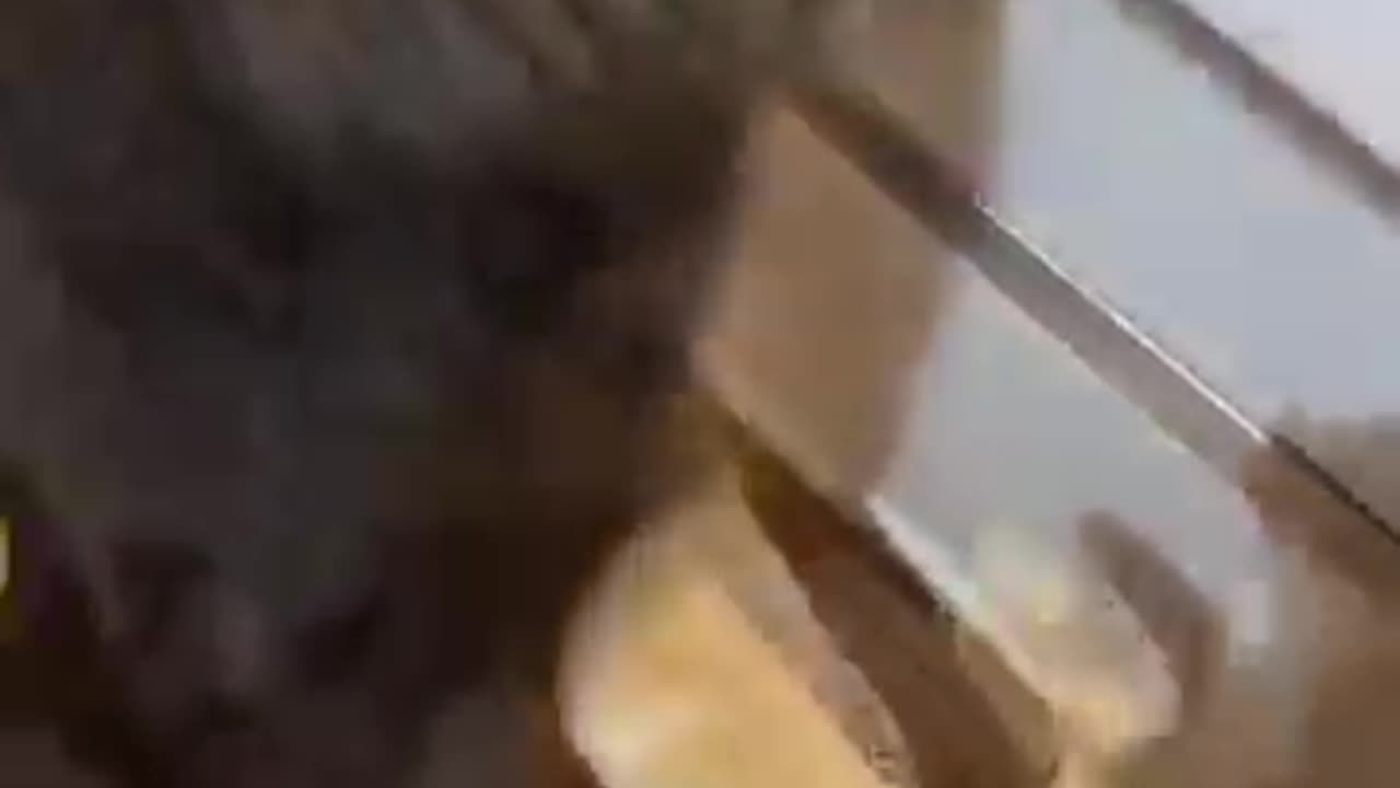 funny cat confused.....