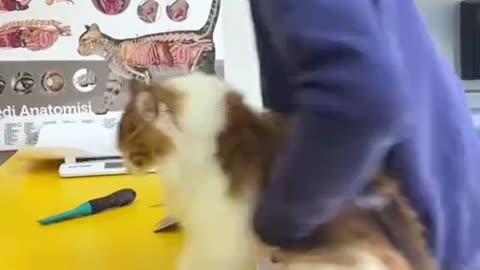 Cat's comedy Videos 🤣 so cute videos 😍 funny videos 🤣