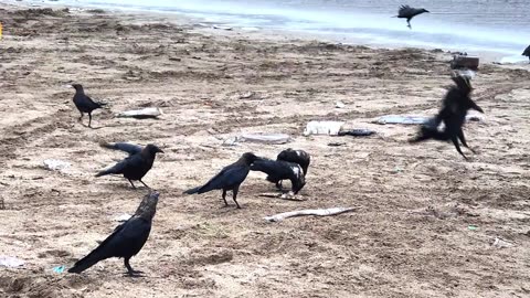 Fishing and life of fishermen on the Mumbai coast