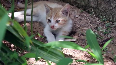 Cats Meowing - Cute Kittens Meowing -Cat Meowing Video - Kitten Meowing Videos-Lovely Cats-Shay cats