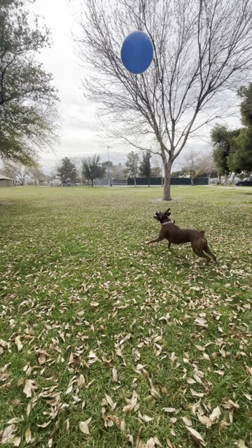 Boxer Dog Loves Keeping Ball Up