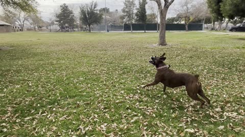 Boxer Dog Loves Keeping Ball Up