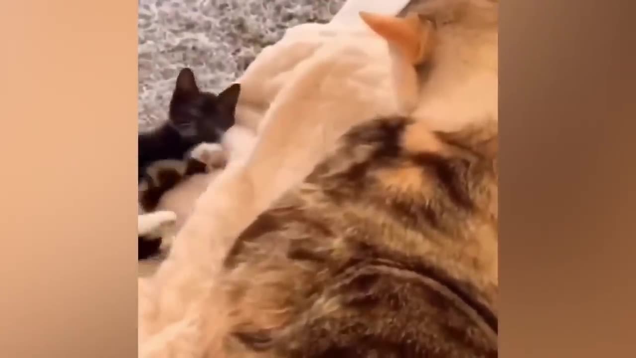 🤣Funny Animals Videos 5🤣