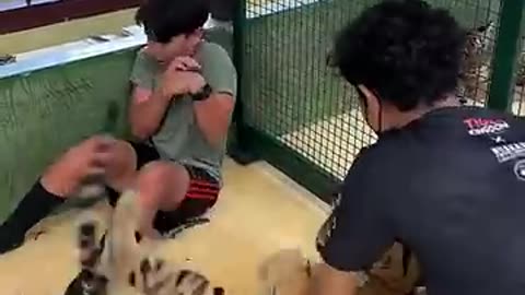 Shocking: This tiger tried to attack me!! #viral #funnyviral #funny #tiger #atta