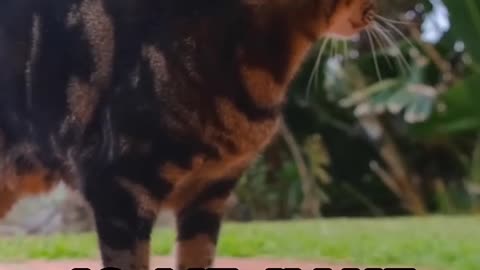 Did You Know 8 Surprising Facts About Cats #cats #animals #facts