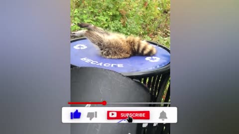 Most hilarious animal incident caught on camera