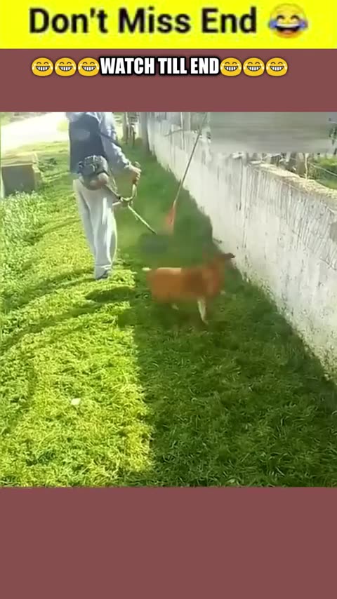 03. Laughing Out Loud Hilarious Hijinks of Pets Gone Wild!