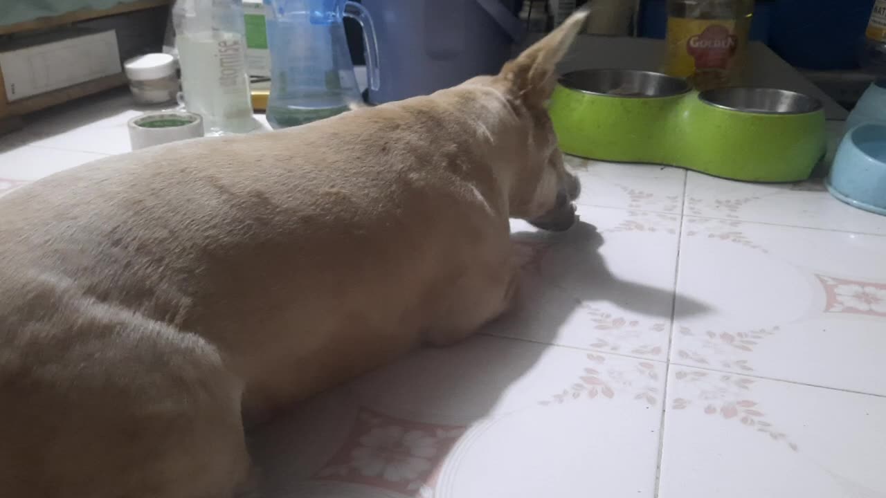 My puppy chewing bone 15.5.2025