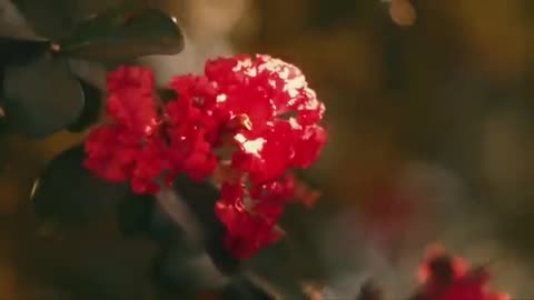 Billie Eilish – WILDFLOWER (Official Music Video)