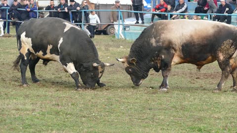 Ringo og Karića vs Zećo od Refika Zimča 2025