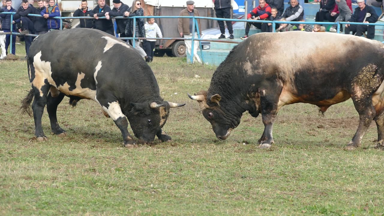 Ringo og Karića vs Zećo od Refika Zimča 2025