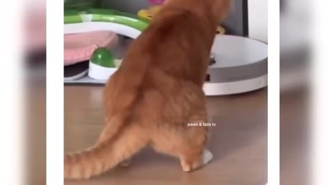 FUNNIEST Animal Videos of 2025 Will Leave You SPEECHLESS