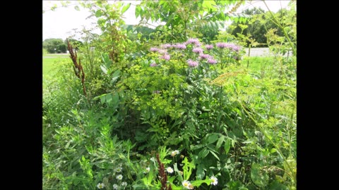 The Pom Pom Flower Bee Balm July 2024