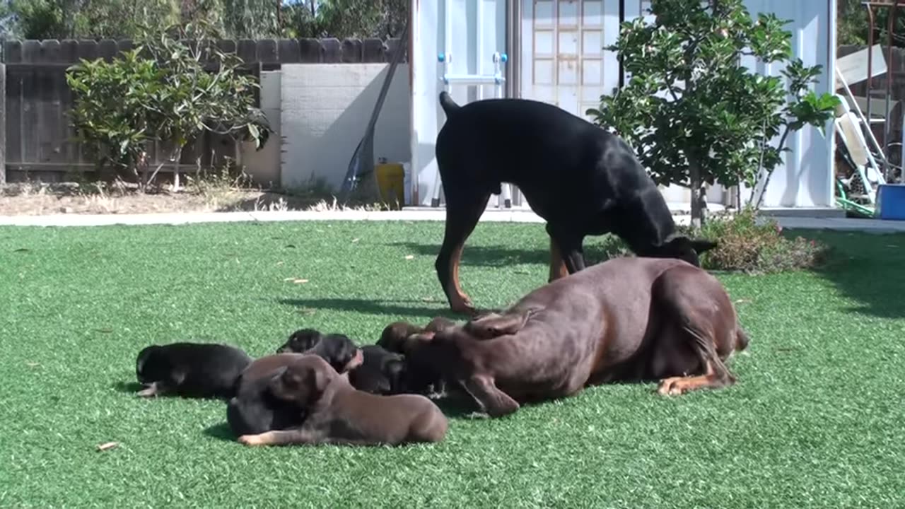 doberman-mom-keeping-dad-away-from-the-pups